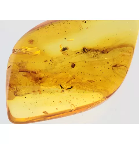 Gnat Insect in Baltic Amber Fossil Specimen