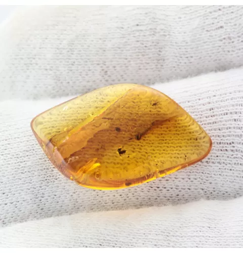 Gnat Insect in Baltic Amber Fossil Specimen
