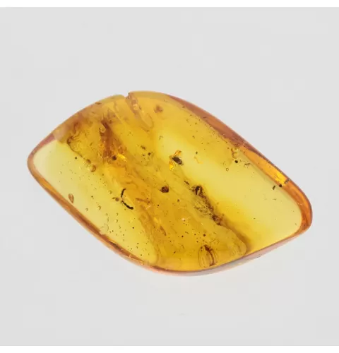 Gnat Insect in Baltic Amber Fossil Specimen