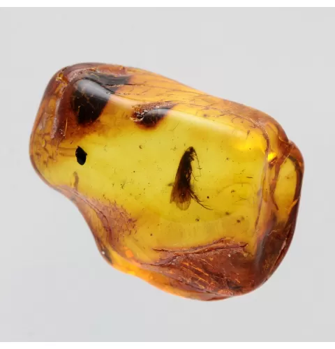 Baltic Amber Fossil Specimen with Insect Inclusion