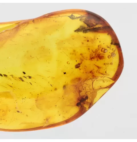 Ant trapped in Baltic Amber Fossil Specimen
