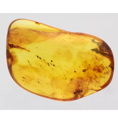 Ant trapped in Baltic Amber Fossil Specimen