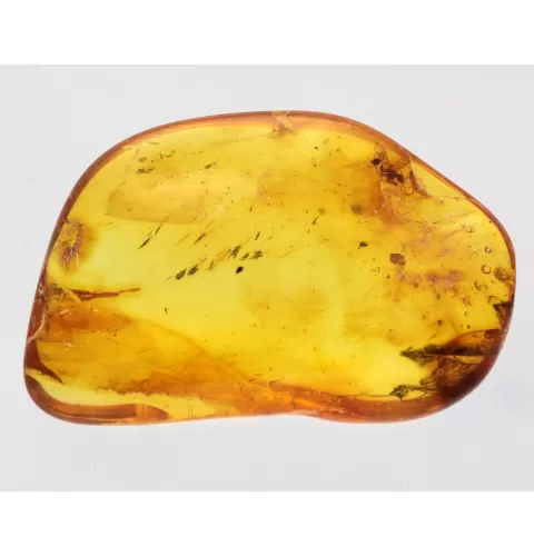 Ant trapped in Baltic Amber Fossil Specimen