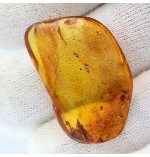 Ant trapped in Baltic Amber Fossil Specimen