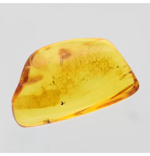 Gnats trapped in Baltic Amber Fossil Specimen