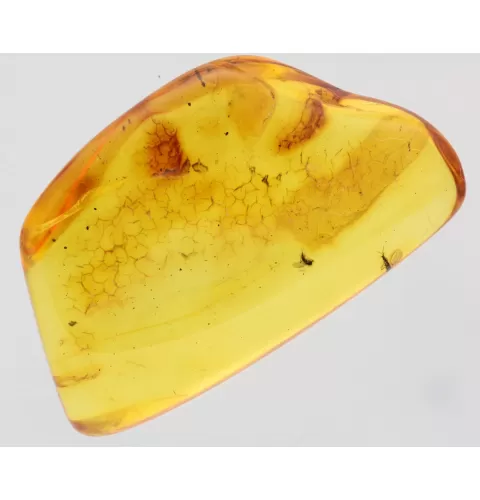 Gnats trapped in Baltic Amber Fossil Specimen