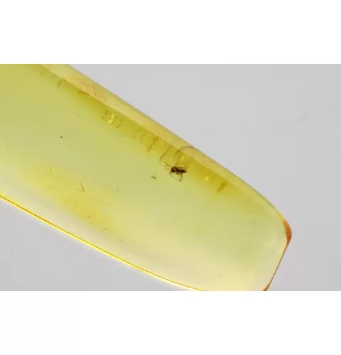 Gnat Insect in Baltic Amber Fossil Specimen