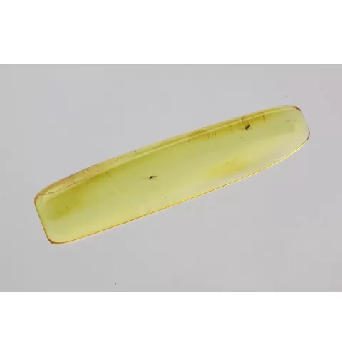 Gnat Insect in Baltic Amber Fossil Specimen