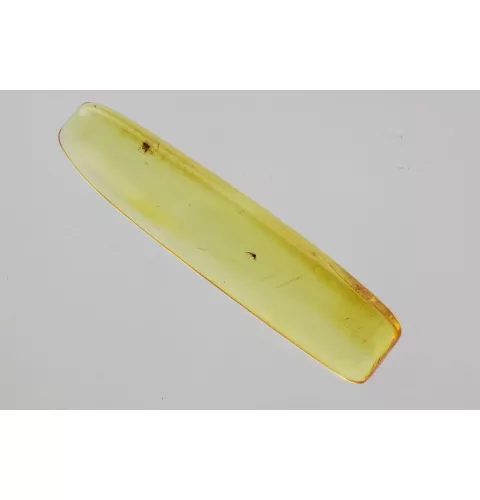 Gnat Insect in Baltic Amber Fossil Specimen