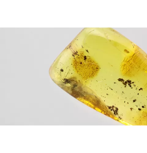 Gnat Insect in Baltic Amber Fossil Specimen