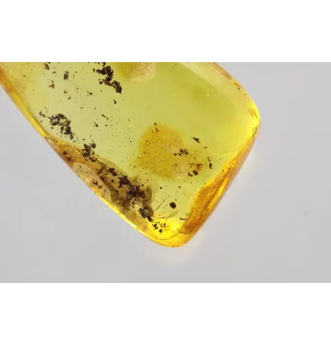 Gnat Insect in Baltic Amber Fossil Specimen