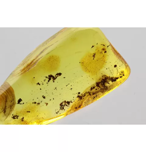 Gnat Insect in Baltic Amber Fossil Specimen
