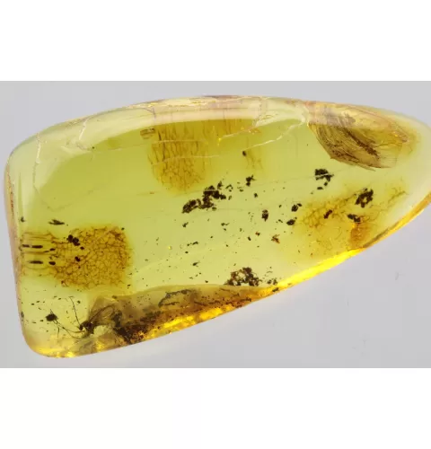 Gnat Insect in Baltic Amber Fossil Specimen