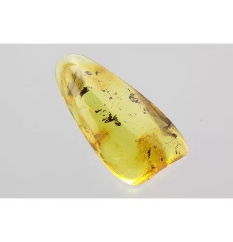 Gnat Insect in Baltic Amber Fossil Specimen