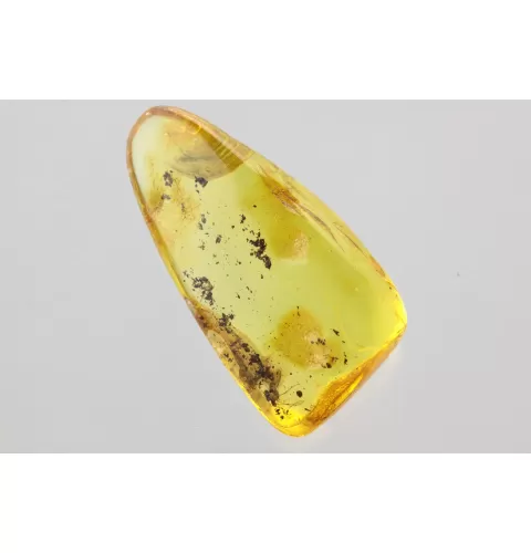 Gnat Insect in Baltic Amber Fossil Specimen