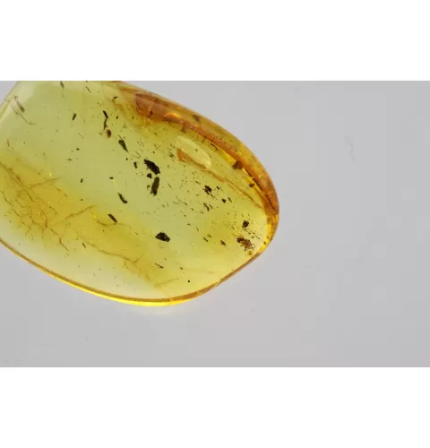 Fly Insect in Baltic Amber Fossil Specimen