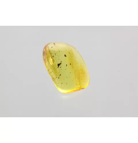 Fly Insect in Baltic Amber Fossil Specimen
