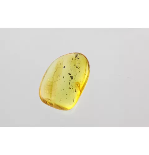 Fly Insect in Baltic Amber Fossil Specimen