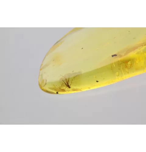 Gnat Insect in Baltic Amber Fossil Specimen