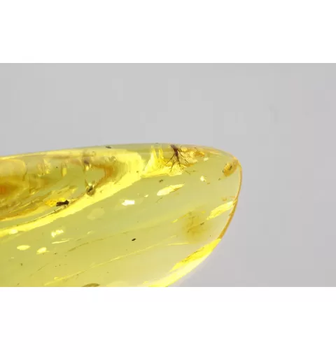 Gnat Insect in Baltic Amber Fossil Specimen