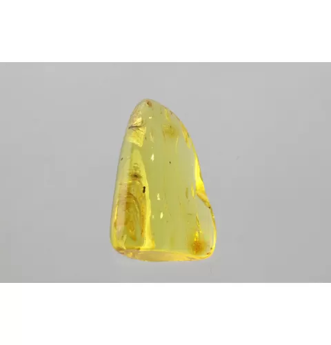 Gnat Insect in Baltic Amber Fossil Specimen