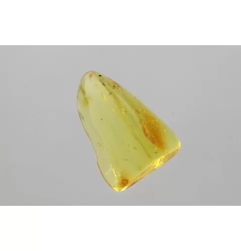 Gnat Insect in Baltic Amber Fossil Specimen