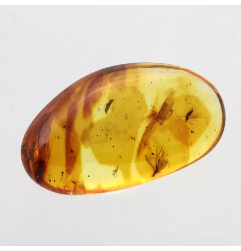 Gnat Insect in Baltic Amber Fossil Specimen