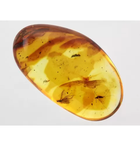 Gnat Insect in Baltic Amber Fossil Specimen