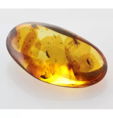 Gnat Insect in Baltic Amber Fossil Specimen