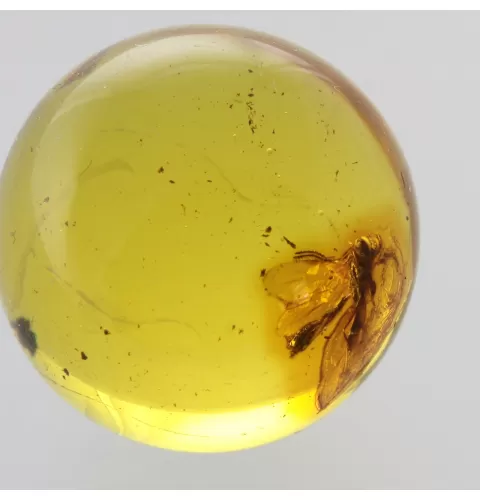 Gnat Insect in Baltic Amber Ball Fossil Specimen