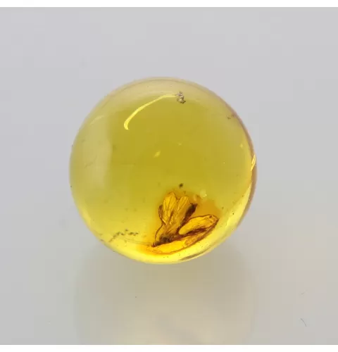 Gnat Insect in Baltic Amber Ball Fossil Specimen