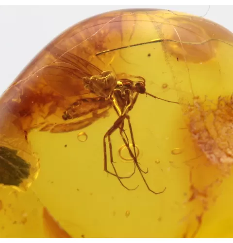 Big Gnat Insect in Baltic Amber Fossil Specimen