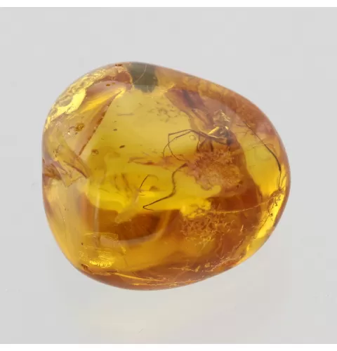 Big Gnat Insect in Baltic Amber Fossil Specimen