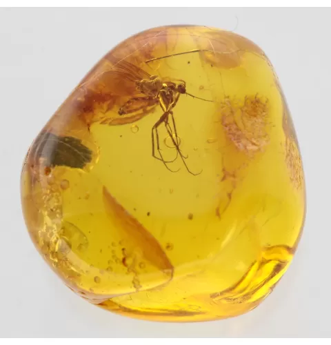 Big Gnat Insect in Baltic Amber Fossil Specimen