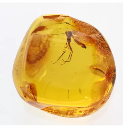 Big Gnat Insect in Baltic Amber Fossil Specimen