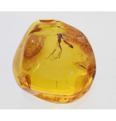 Big Gnat Insect in Baltic Amber Fossil Specimen