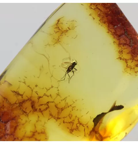 Fly Insect in Baltic Amber Fossil Specimen