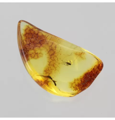 Fly Insect in Baltic Amber Fossil Specimen