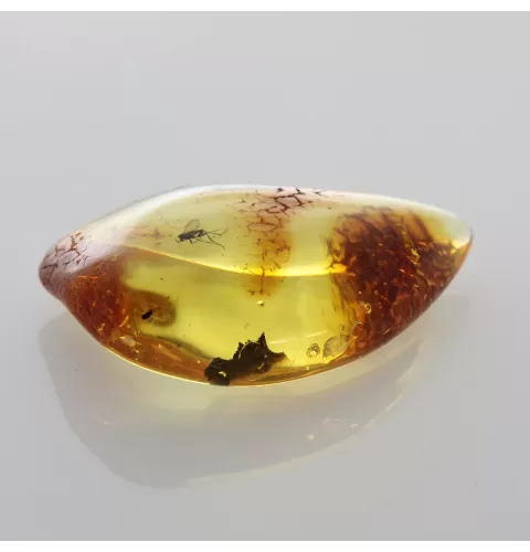 Fly Insect in Baltic Amber Fossil Specimen