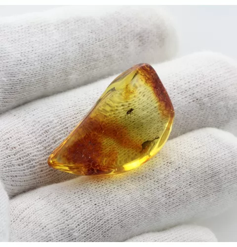 Fly Insect in Baltic Amber Fossil Specimen