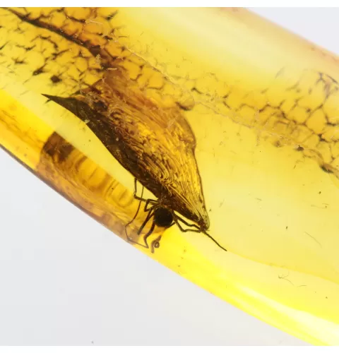 Spider Insect in Baltic Amber Fossil Specimen