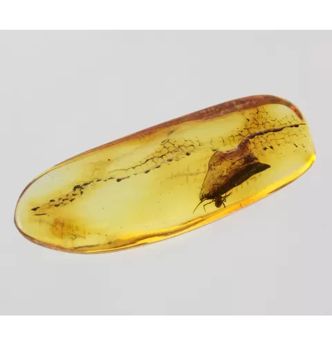 Spider Insect in Baltic Amber Fossil Specimen