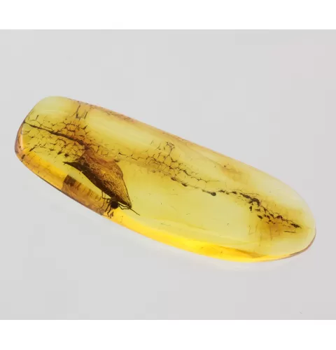 Spider Insect in Baltic Amber Fossil Specimen