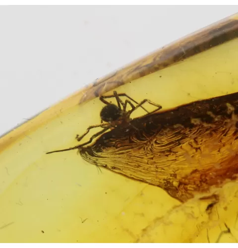 Spider Insect in Baltic Amber Fossil Specimen