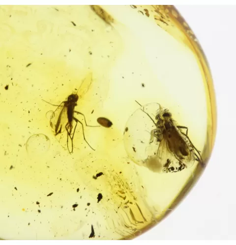 Fossil Insect Baltic Amber Pendant
