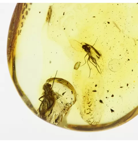 Fossil Insect Baltic Amber Pendant