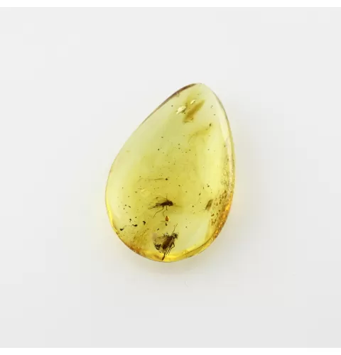 Fossil Insect Baltic Amber Pendant