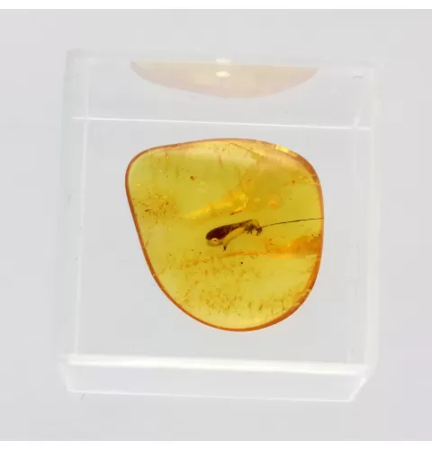 Termite in Baltic amber fossil