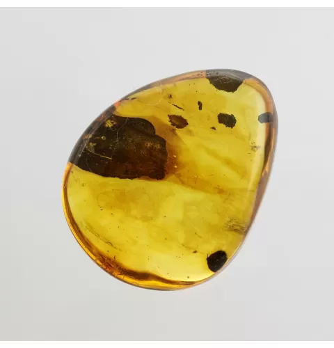 Beetle Insect in Baltic Amber Fossil Specimen