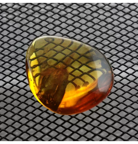 Beetle Insect in Baltic Amber Fossil Specimen
